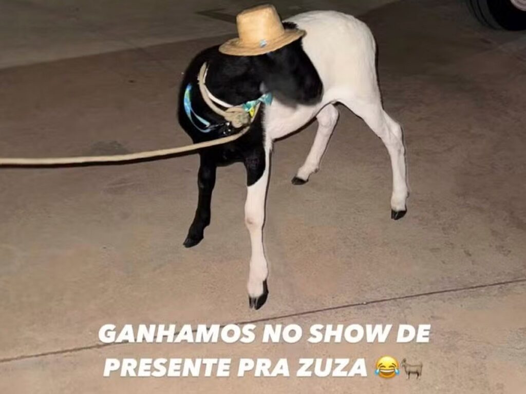 carneiro que nattan ganhou em show