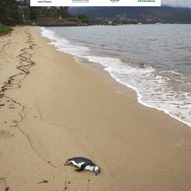 pinguins são encontrados mortos em praias
