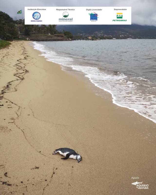 pinguins são encontrados mortos em praias