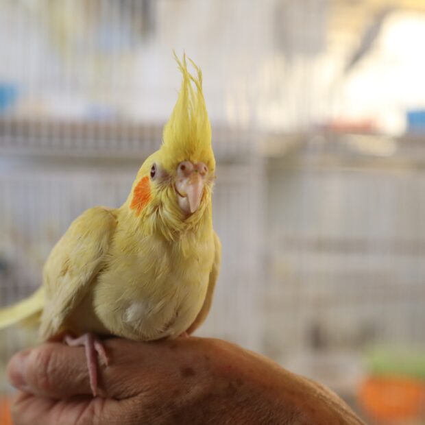 Foto: Divulgação/Brasília Ambiental