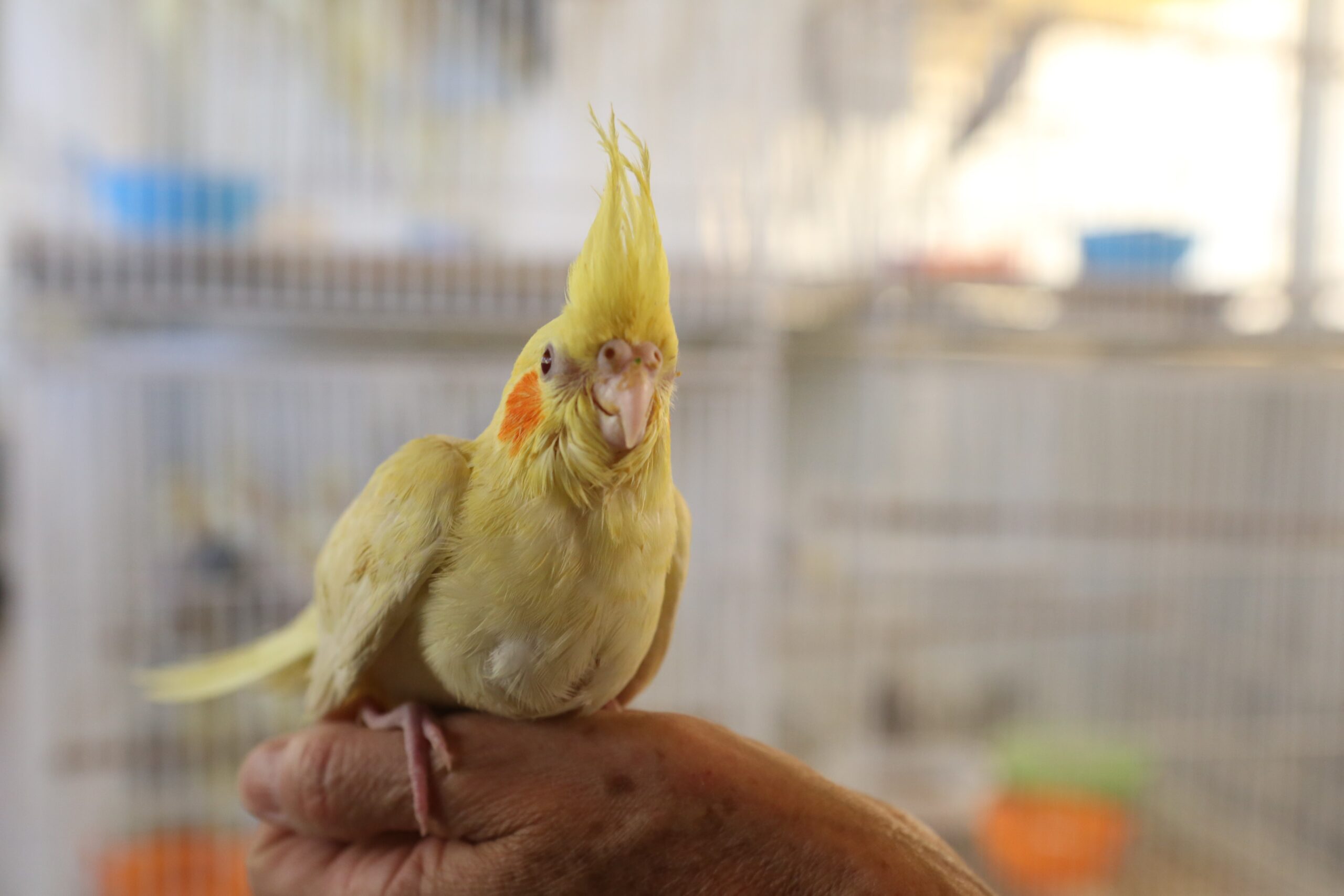 Foto: Divulgação/Brasília Ambiental