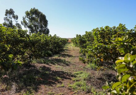4.7. agro. foto matheus h. souza agência brasília5
