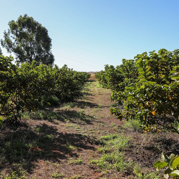 4.7. agro. foto matheus h. souza agência brasília5