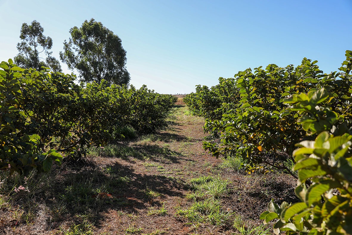 Acordo Mercosul-UE prevê ampla liberalização tarifária para indústria e agro