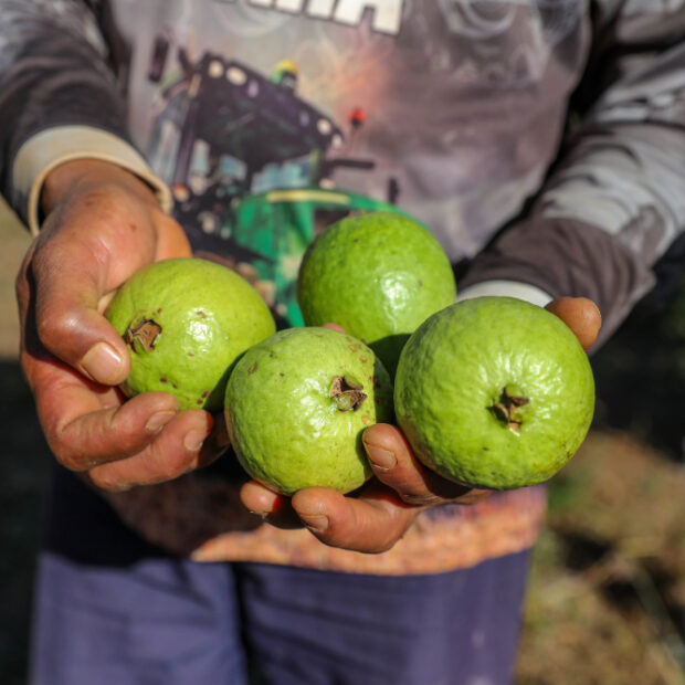 produção agrícola do df movimentou mais de r$ 5,8 bilhões em 2024 com alta dos setores de frutas, flores e pecuária