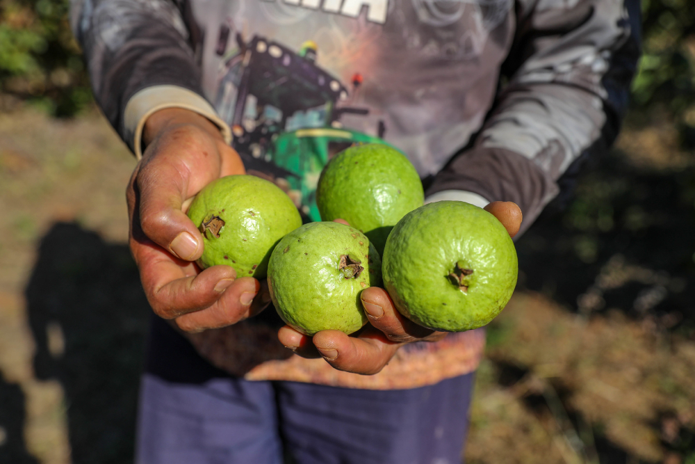 produção agrícola do df movimentou mais de r$ 5,8 bilhões em 2024 com alta dos setores de frutas, flores e pecuária