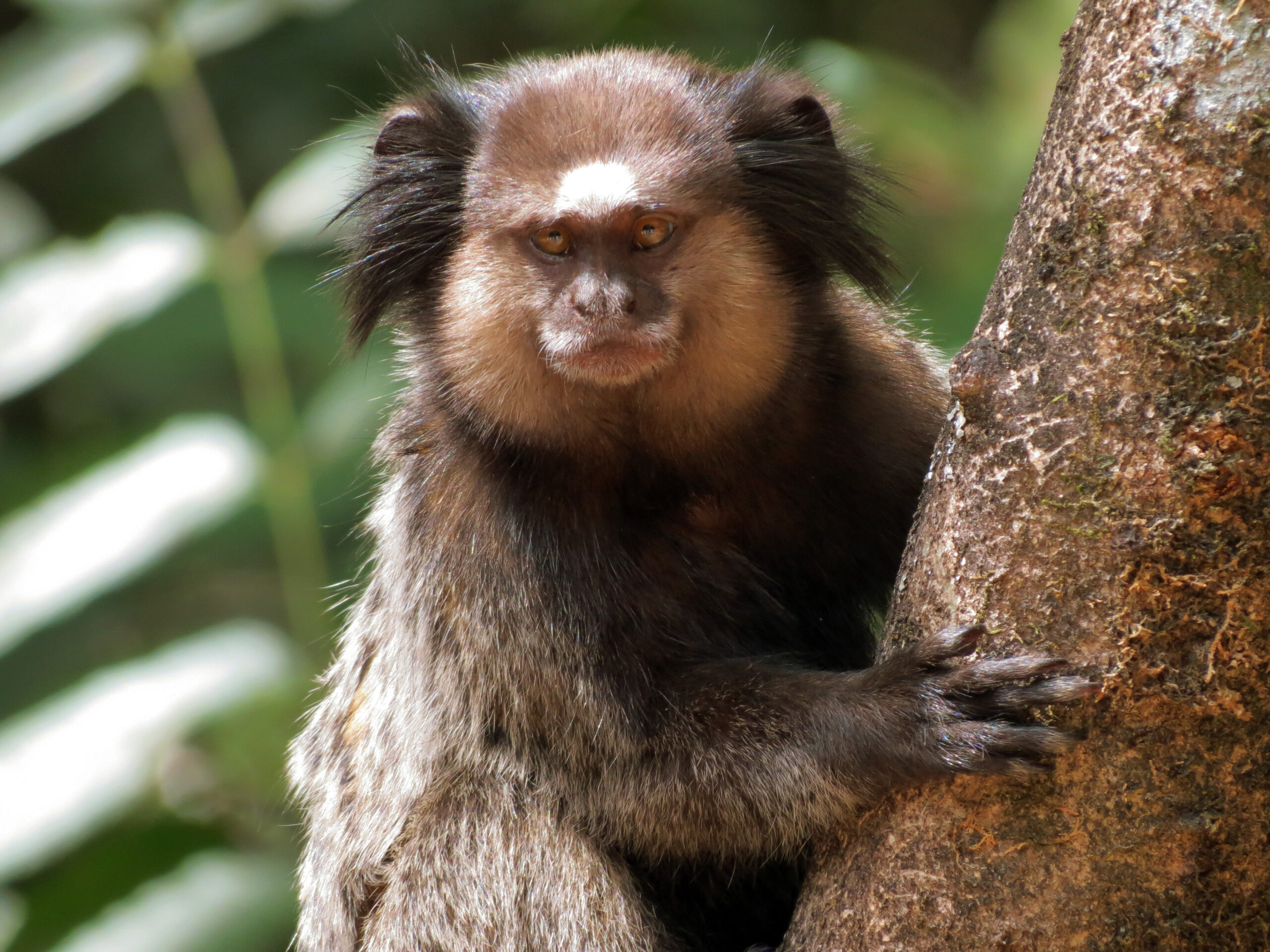black tufted marmoset (sagui de tufos pretos)