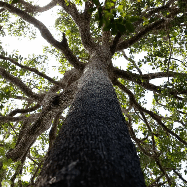 Foto: Fernando Frazão/Agência Brasil