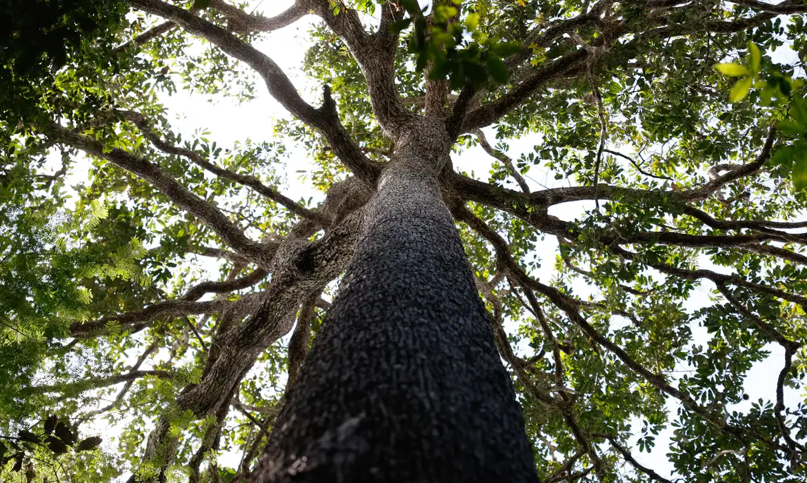 Foto: Fernando Frazão/Agência Brasil