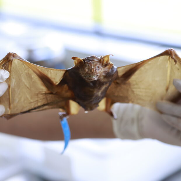 Foto: Sandro Araújo/Agência Saúde-DF