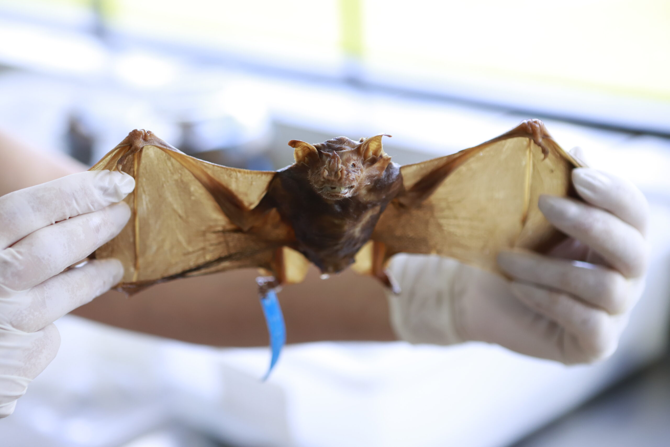 Foto: Sandro Araújo/Agência Saúde-DF