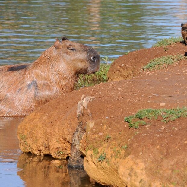 Foto: Arquivo/Agência Brasília