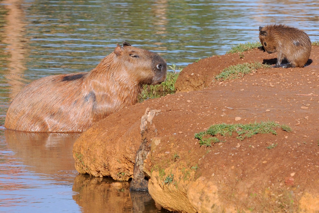 Foto: Arquivo/Agência Brasília