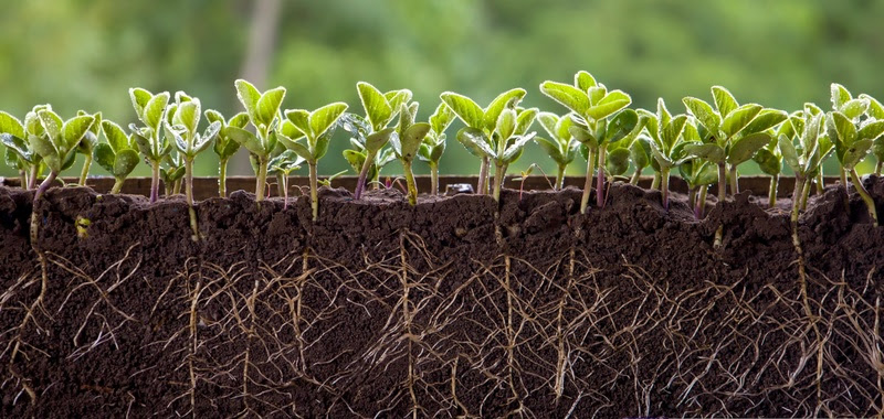 roots with leaves of fresh soy. germinated soybean sprouts in the soil