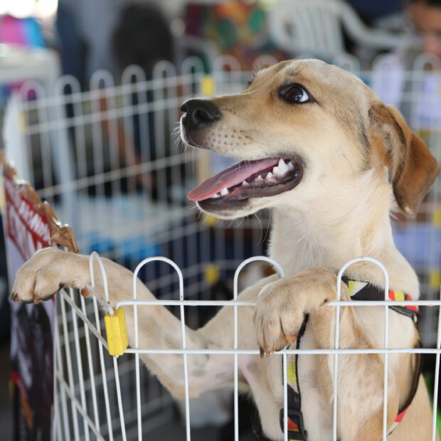 Foto: Carol Alonso/SSP-DF
