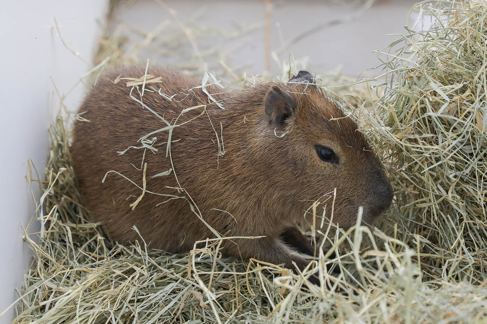 Foto: Tony Oliveira/Agência Brasília