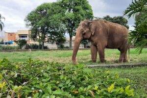 Decisão polêmica suspende envio do morador ilustre do zoológico para santuário no Mato Grosso. Por ora, ele segue em sua mansão animal no interior paulista!
