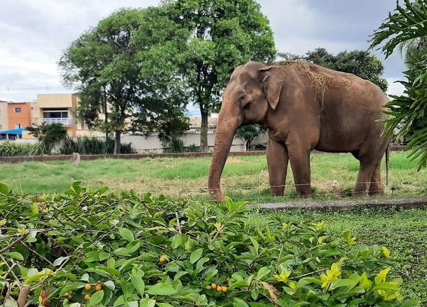Decisão polêmica suspende envio do morador ilustre do zoológico para santuário no Mato Grosso. Por ora, ele segue em sua mansão animal no interior paulista!