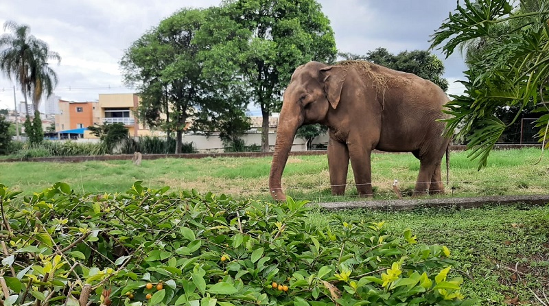 Decisão polêmica suspende envio do morador ilustre do zoológico para santuário no Mato Grosso. Por ora, ele segue em sua mansão animal no interior paulista!