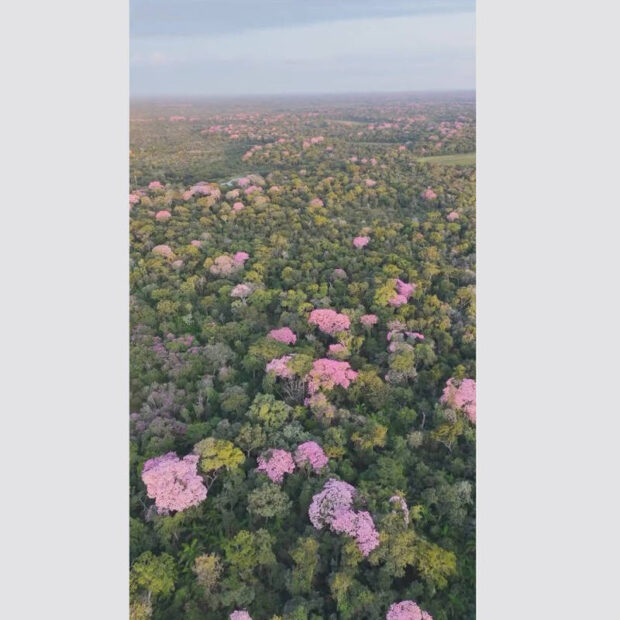 florada de ipês rosa transforma paisagem do pantanal durante estiagem