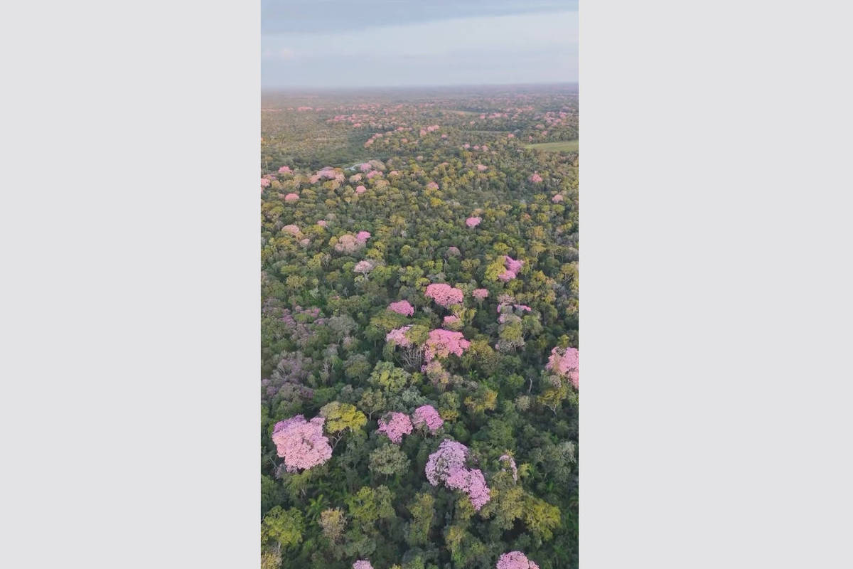 florada de ipês rosa transforma paisagem do pantanal durante estiagem