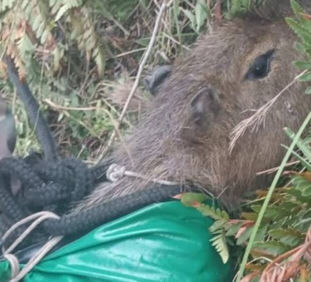 capivara presa em penhasco