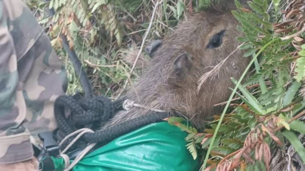 capivara presa em penhasco