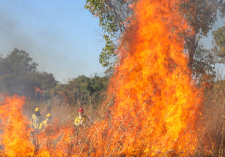 treinamento de brigadistas reforça prevenção a incêndios florestais no df