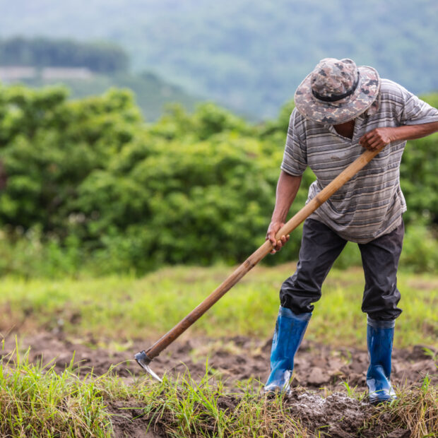 a male farmer who is using a shovel to dig the soil in his rice