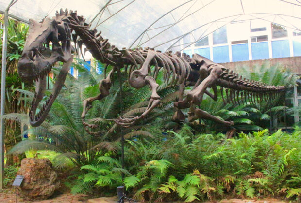 museu de geociencias