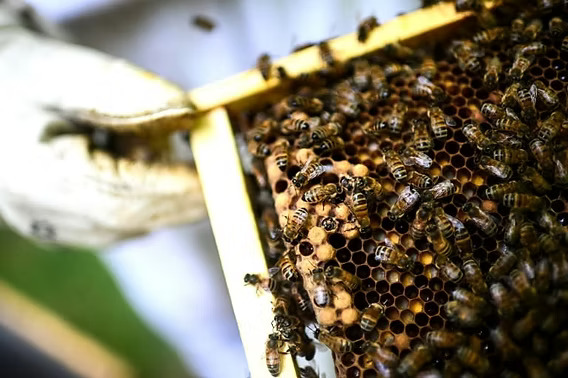 Foto: Christophe ARCHAMBAULT/AFP