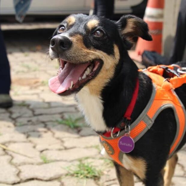 cachorra polícia científica