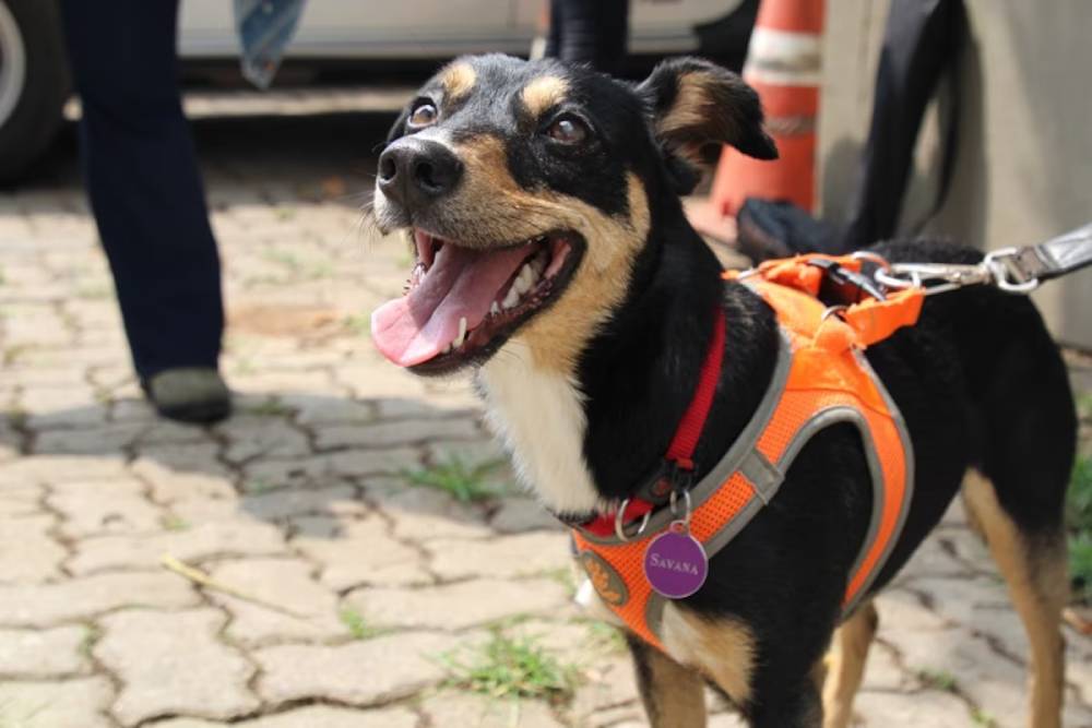 cachorra polícia científica