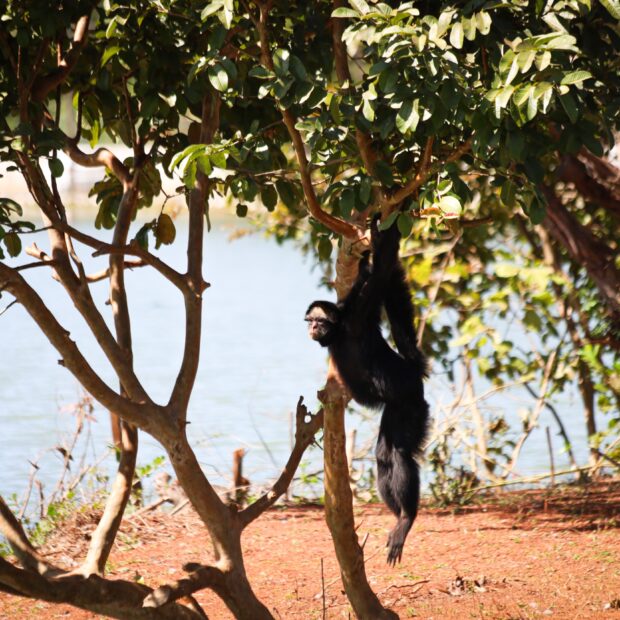 Foto: Betânia Cristina/Jardim Zoológico de Brasília