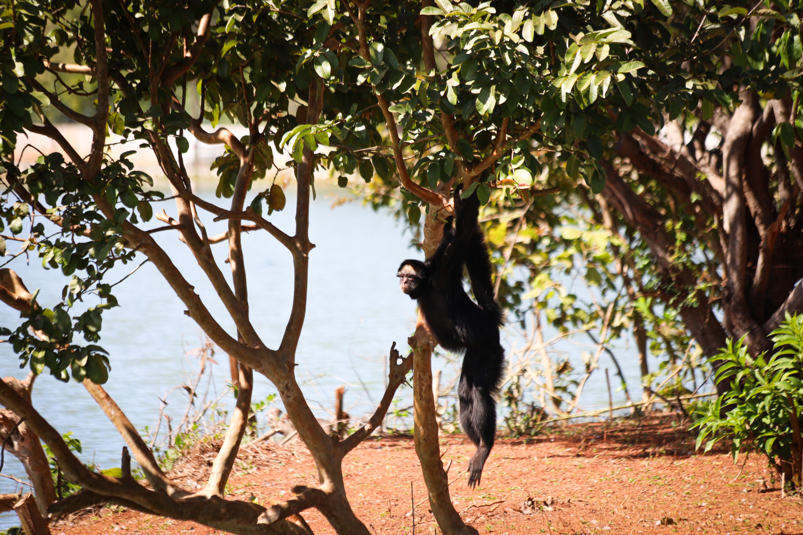 Foto: Betânia Cristina/Jardim Zoológico de Brasília