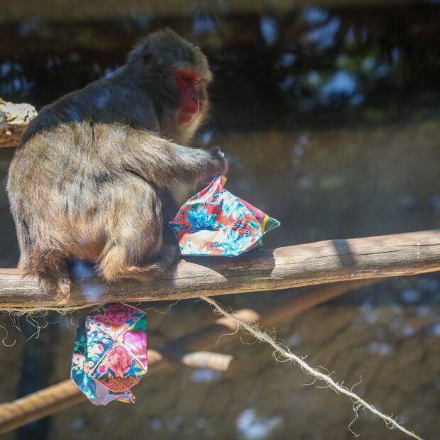 Foto: Bethânia Cristina/Zoológico de Brasília