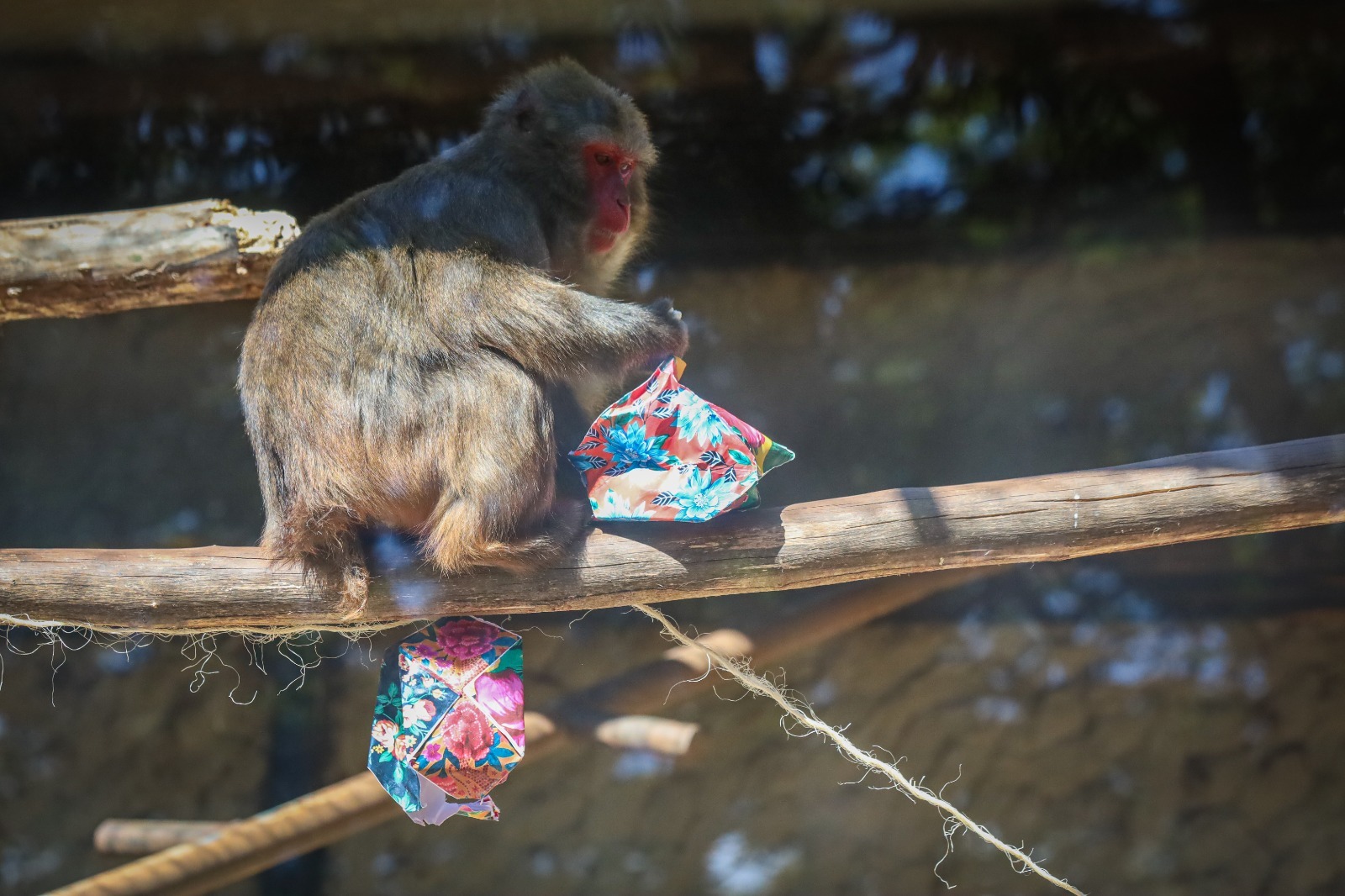 Foto: Bethânia Cristina/Zoológico de Brasília