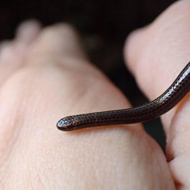 barbados environment animal snake