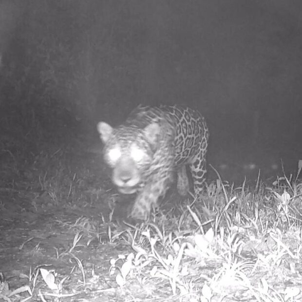 17537334316887d93713f2f 1753733431 3x2 xl