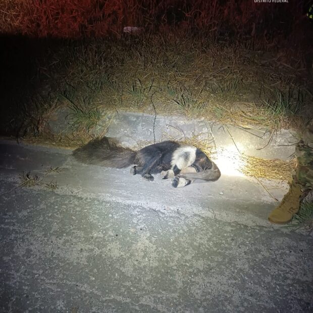 imagem do whatsapp de 2025 07 28 à(s) 23.13.46 1b121cc3