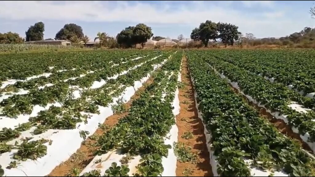 Foto: Material cedido ao Jornal de Brasília 