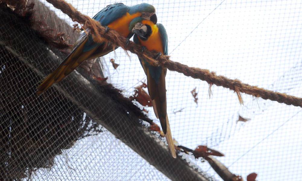 parque aves (1)