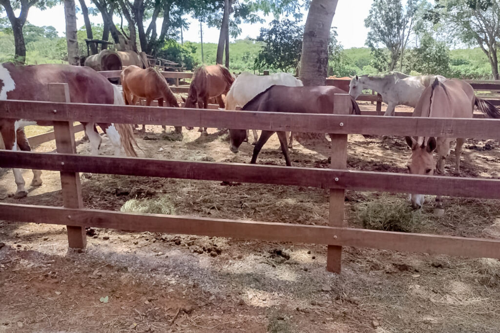 Foto: Divulgação Seagri-DF