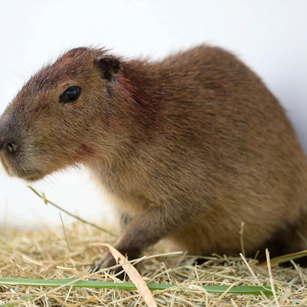 Foto: Lúcio Bernardo Jr./Agência Brasília