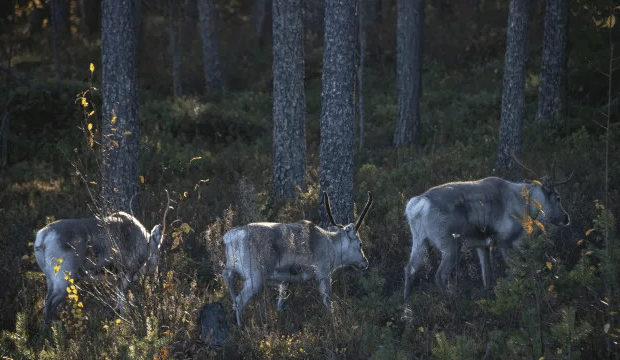 Foto: OLIVIER MORIN/AFP