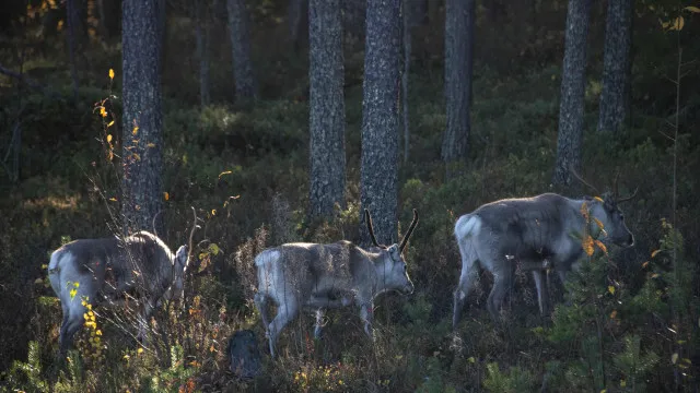 Foto: OLIVIER MORIN/AFP