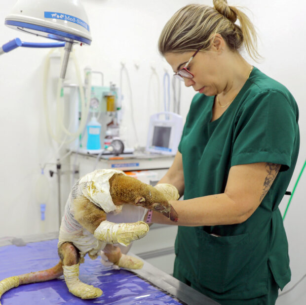hospital veterinário público de animais silvestres recebe e trata primeiras vítimas de incêndios florestais de 2025
