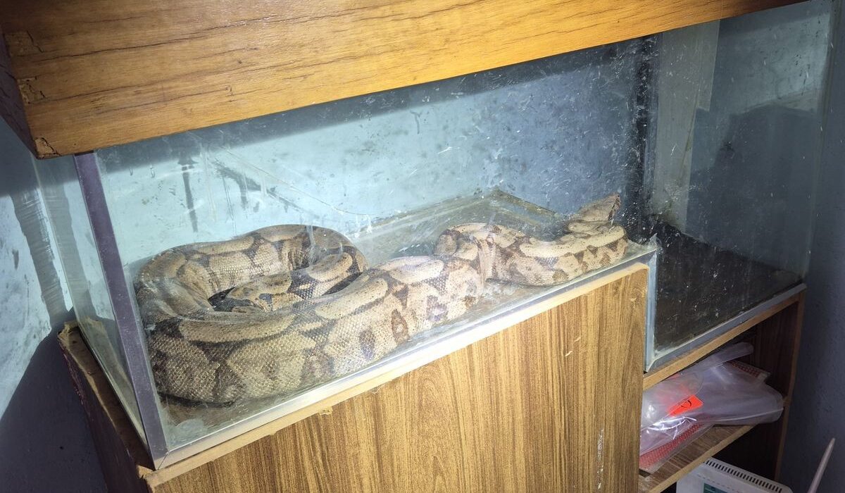 imagem do whatsapp de 2025 08 11 à(s) 21.09.13 80b03d29