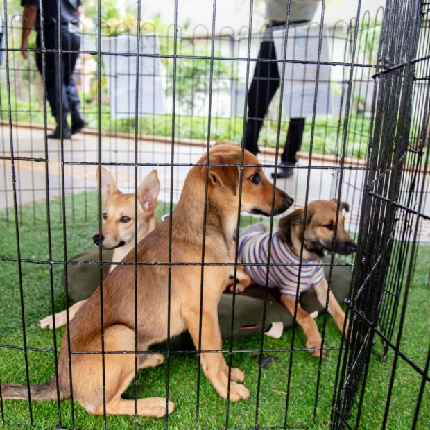 Foto: Divulgação/Seec-DF