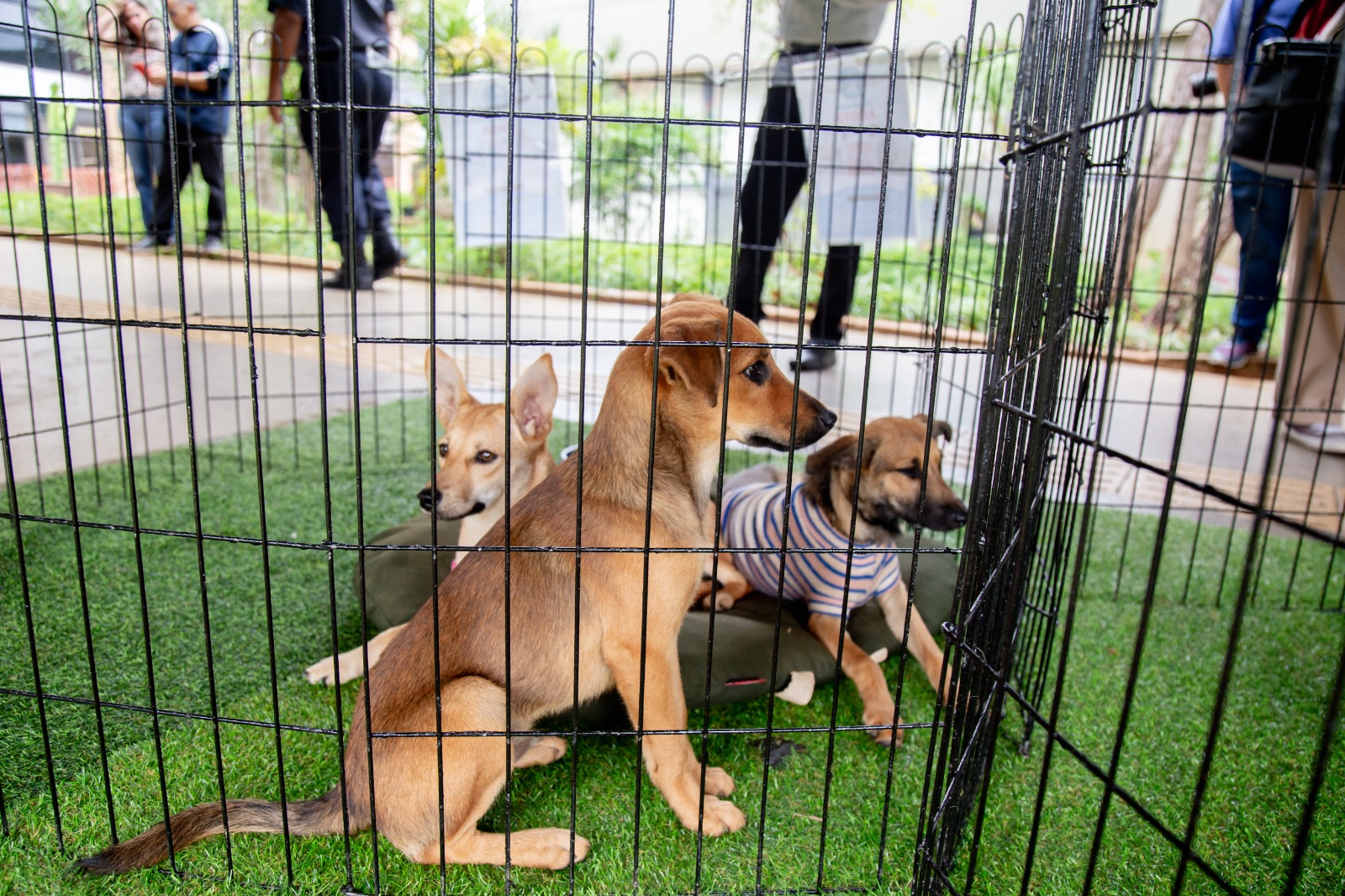 Foto: Divulgação/Seec-DF